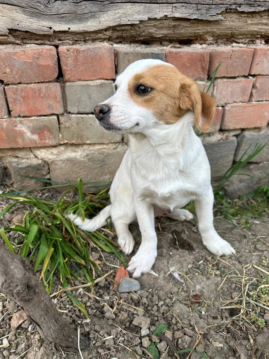 Sammy - Hund zur Adoption