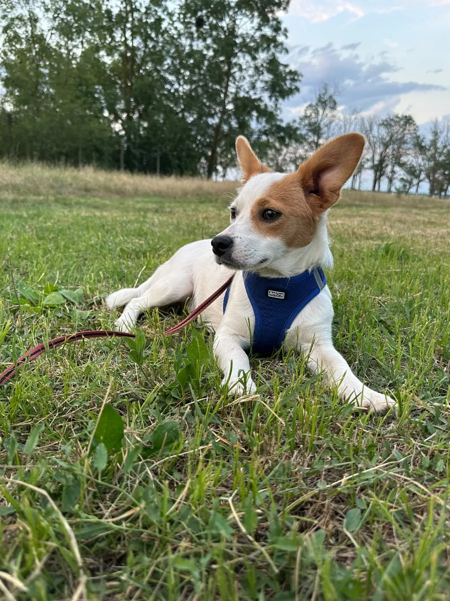 Sammy - Hund zur Adoption