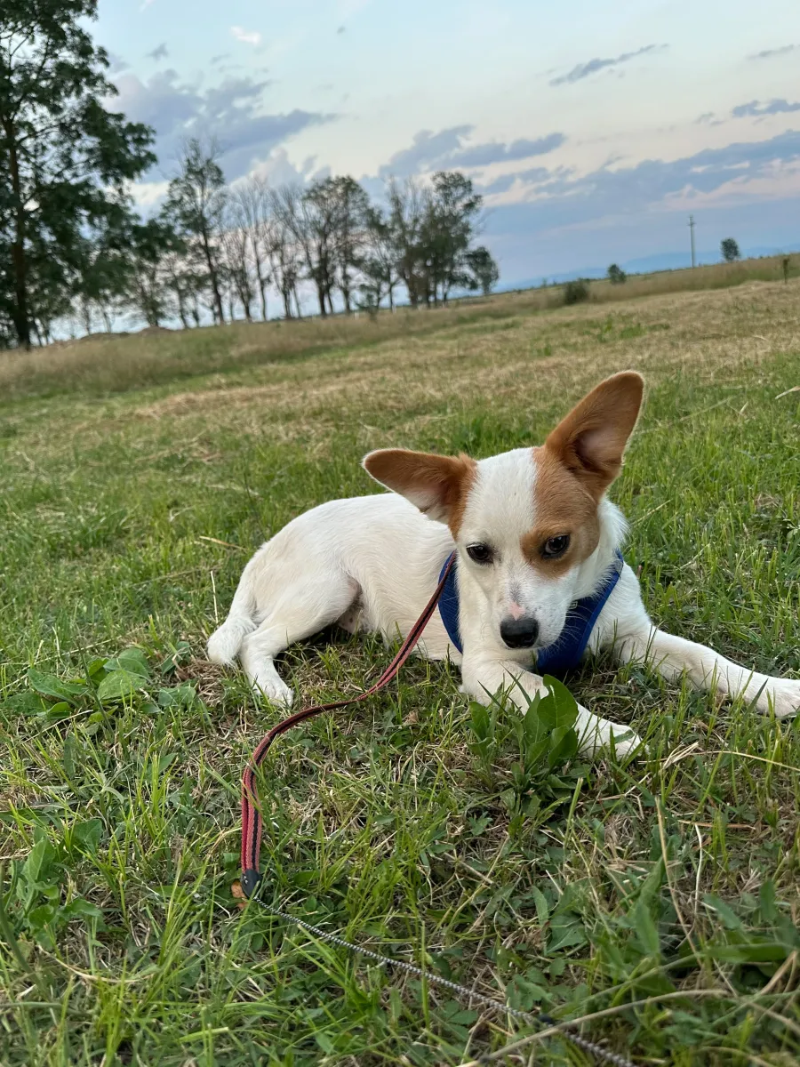 Sammy Foto 2