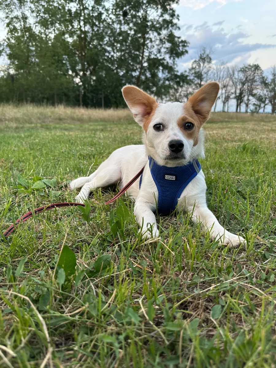 Sammy Foto 3