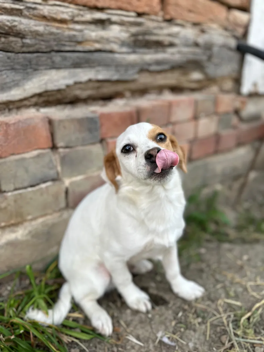 Sammy Foto 4