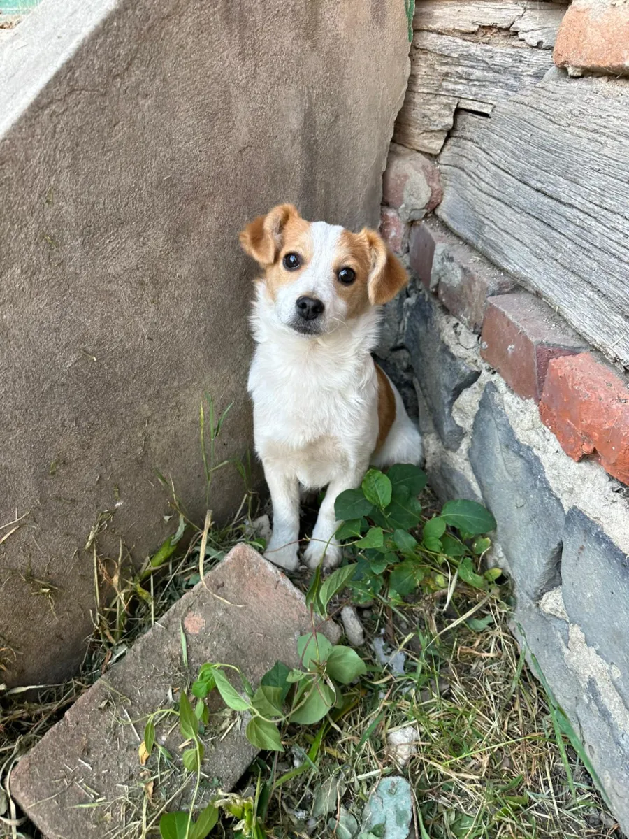 Merlin  - Hund zur Adoption