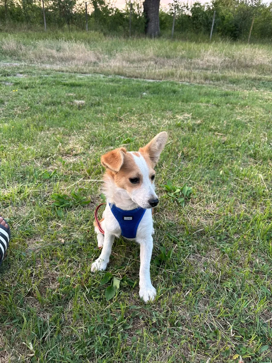 Merlin  - Hund zur Adoption