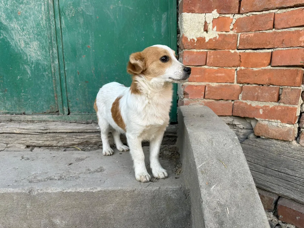 Merlin  Foto 2