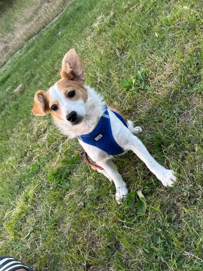 Merlin  Foto 2