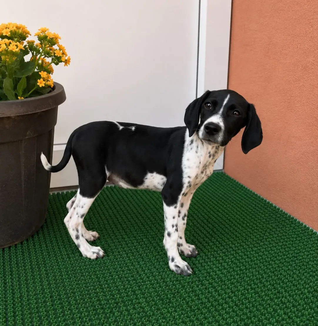 Mayla - Hund zur Adoption