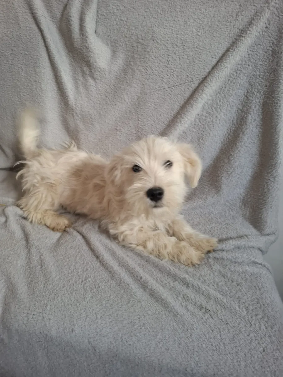 Findus - Hund zur Adoption