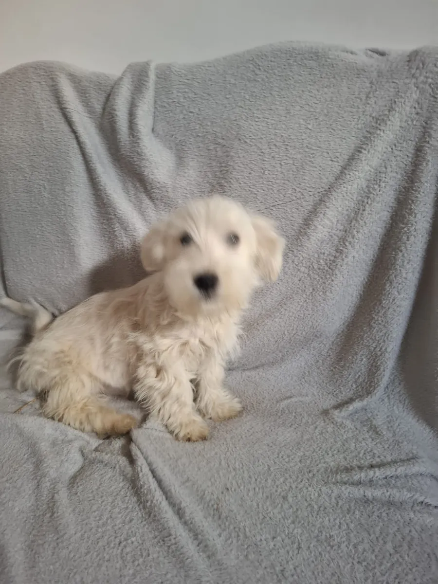 Findus Foto 5