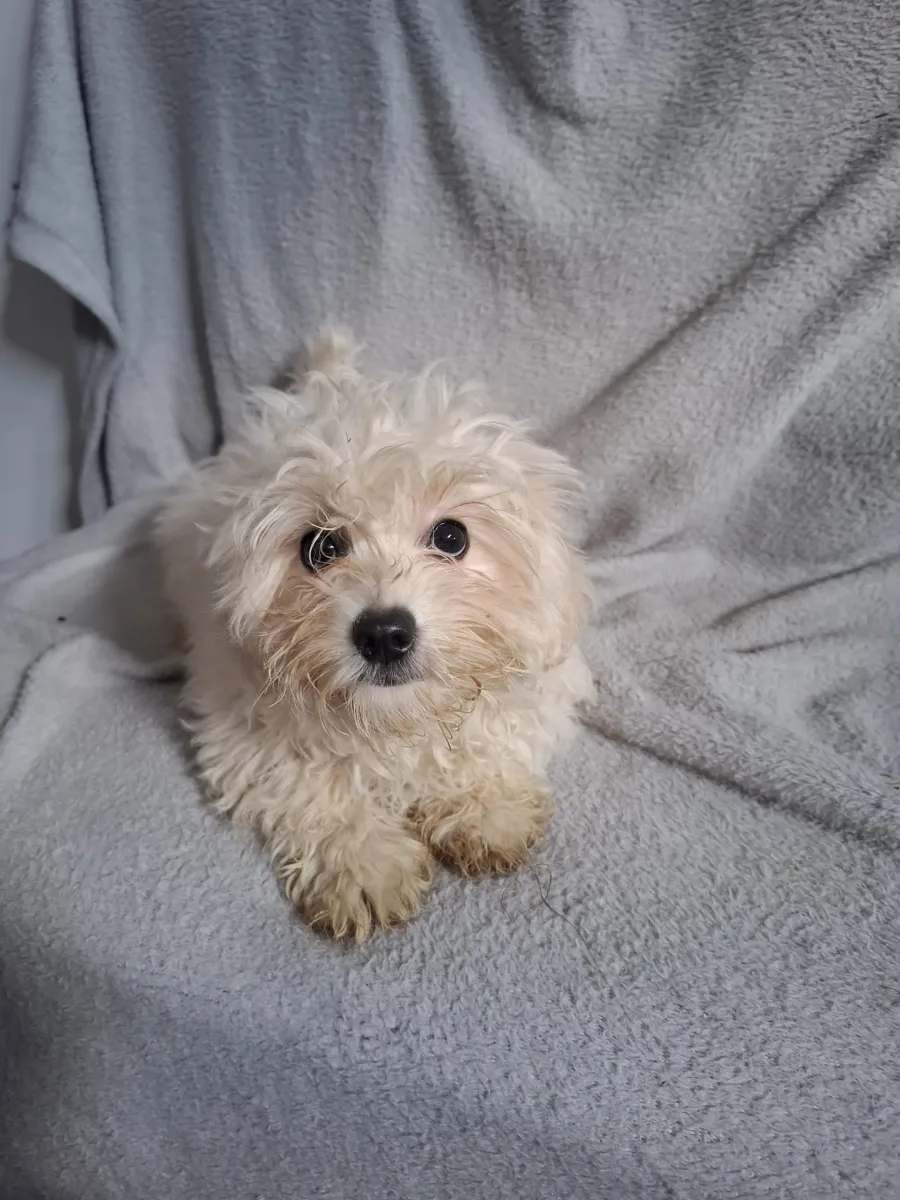 Freya - Hund zur Adoption