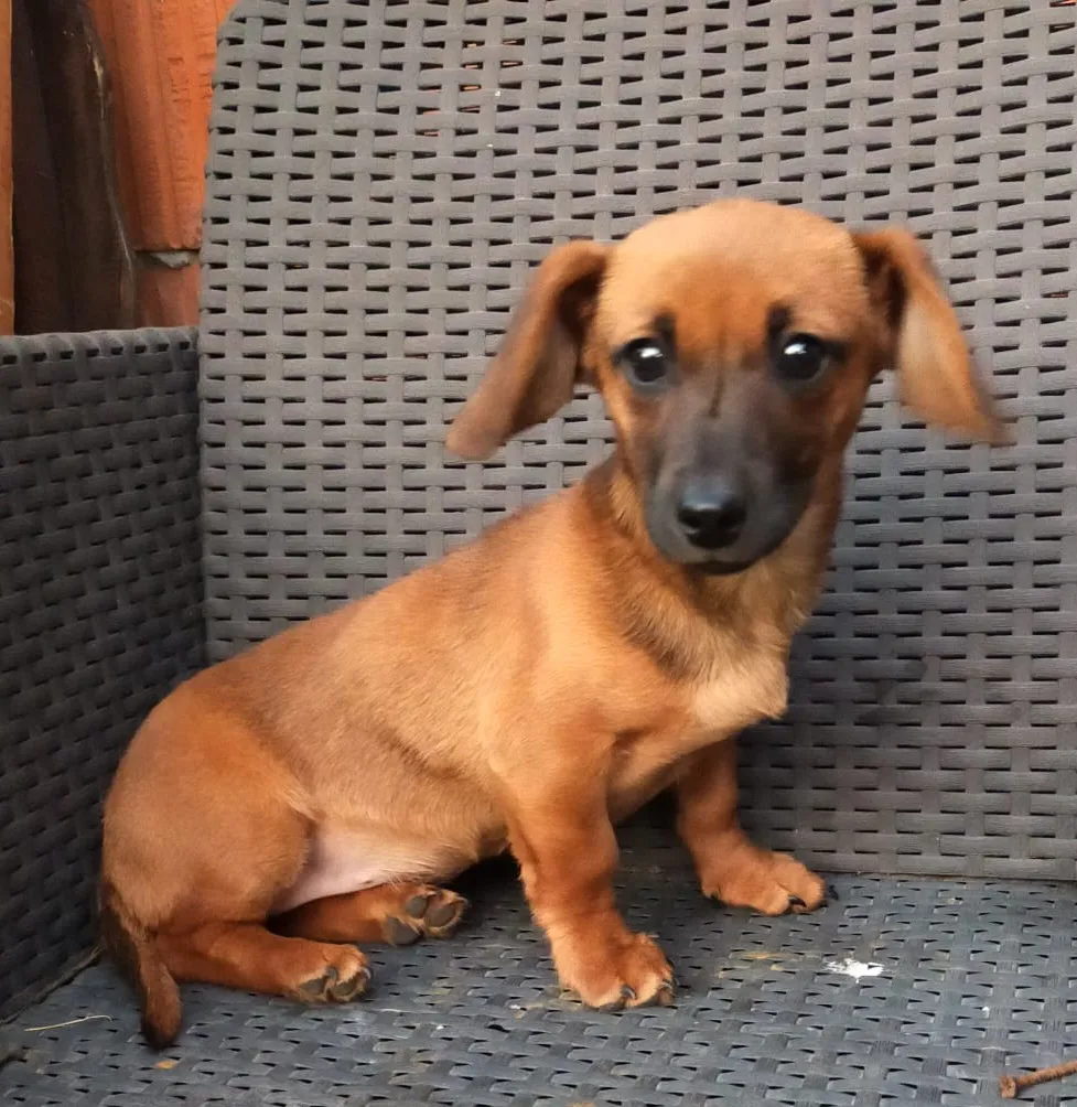 TESSA - Hund zur Adoption