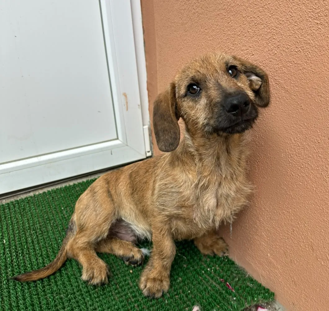 ROLFI - Hund zur Adoption