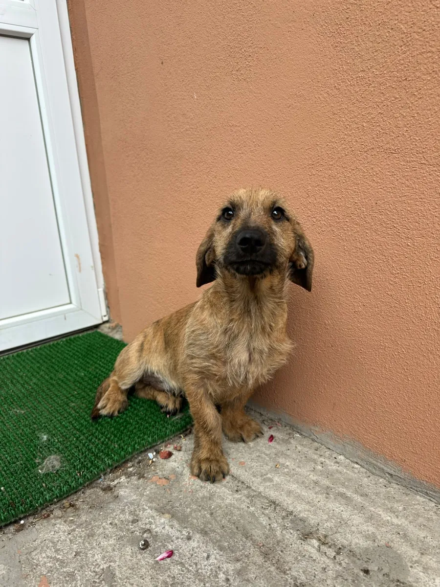 ROLFI Foto 4