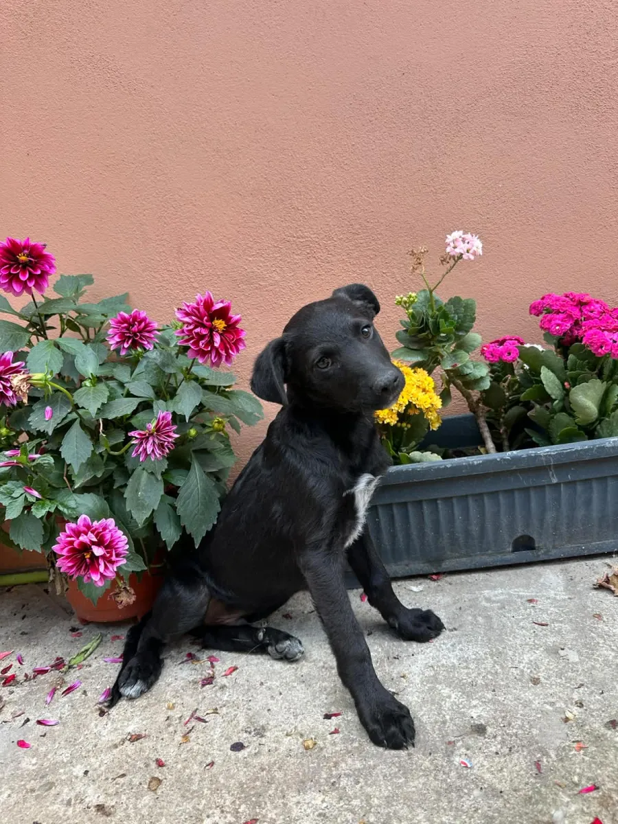 Luc - Hund zur Adoption