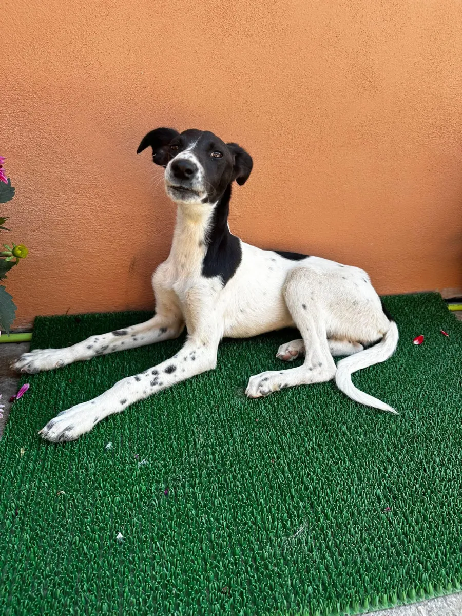 Pünktchen  - Hund zur Adoption
