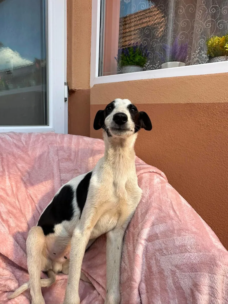 Micky - Hund zur Adoption
