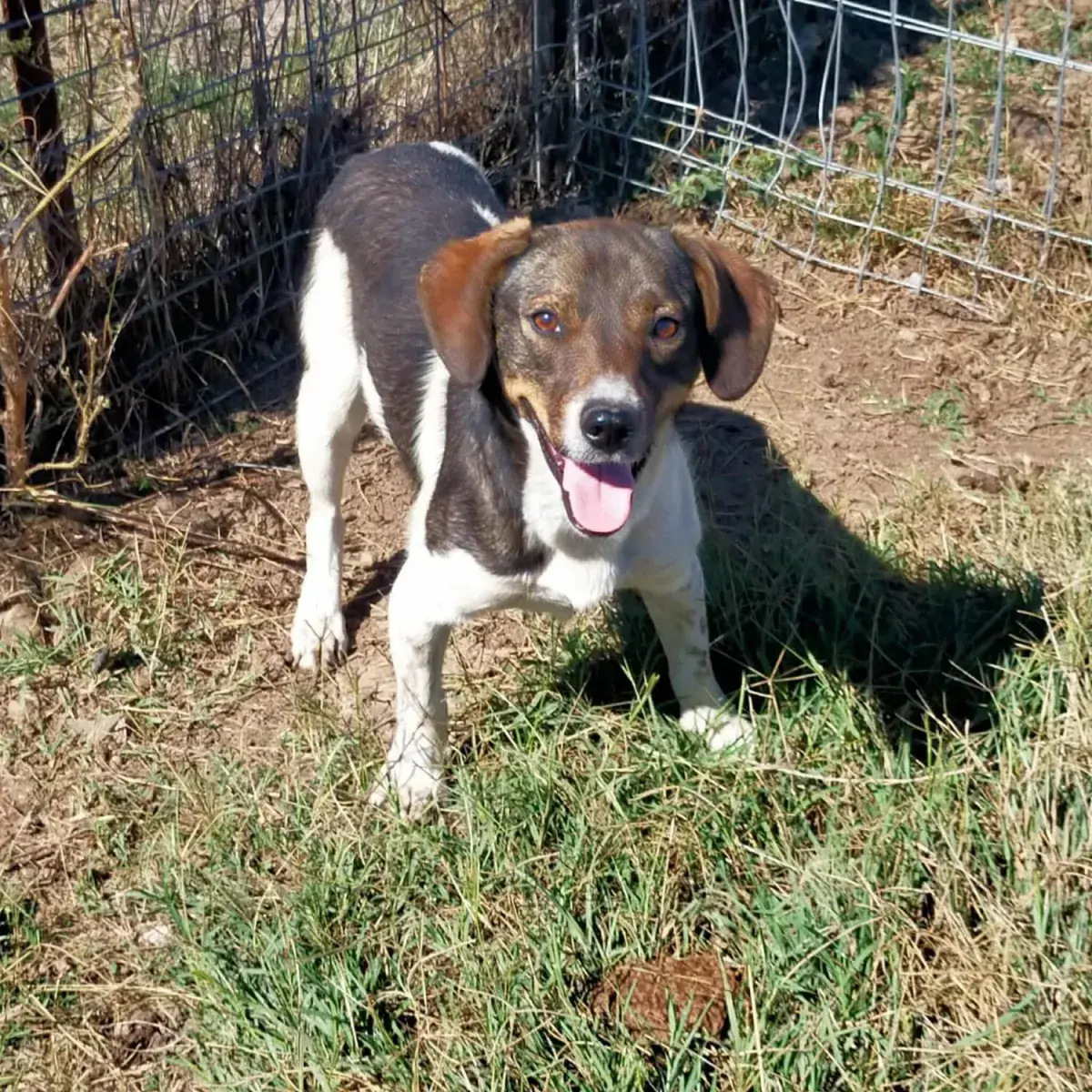 Jordy - Hund zur Adoption