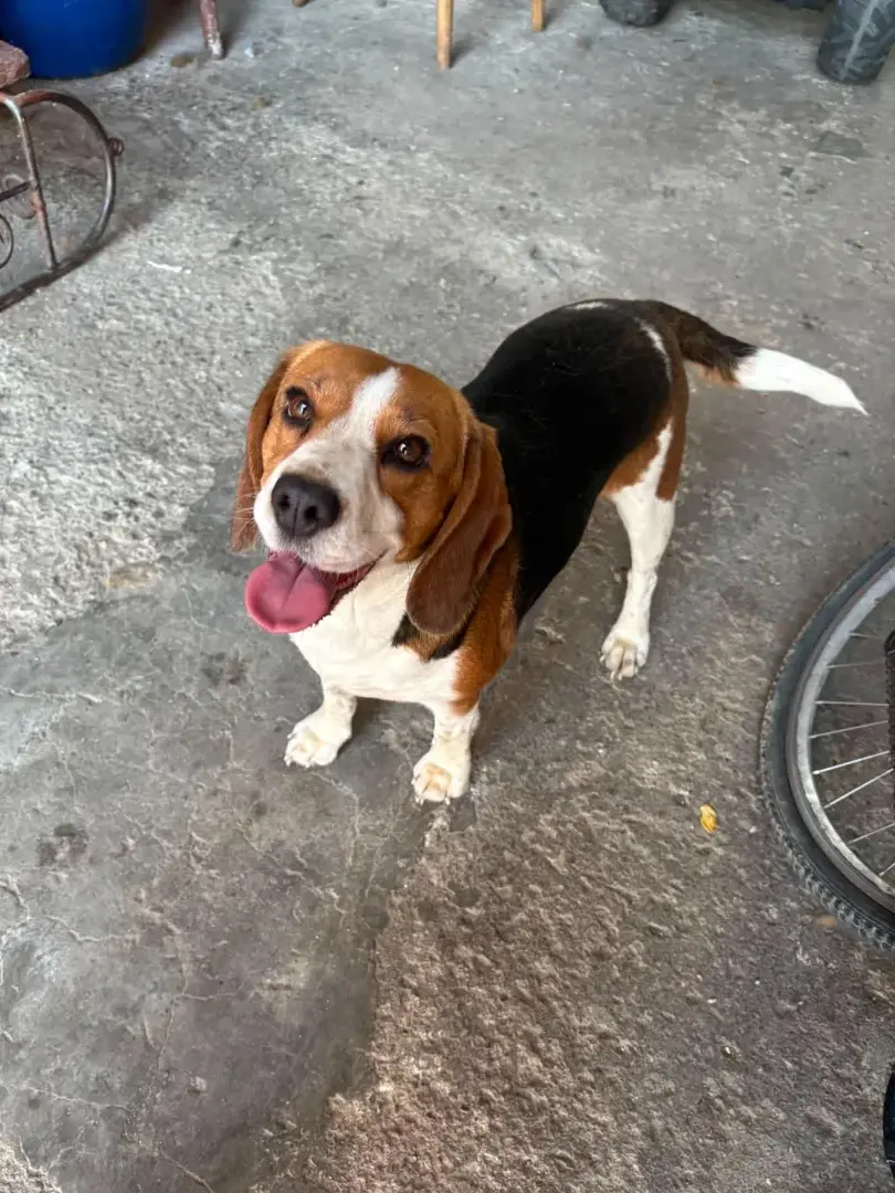 Izy - Hund zur Adoption
