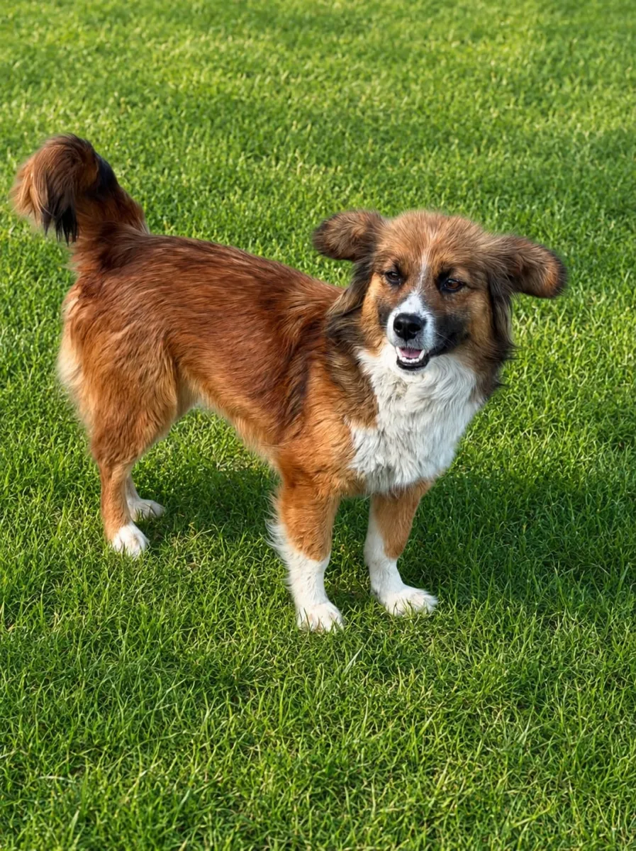 Lea - Hund zur Adoption