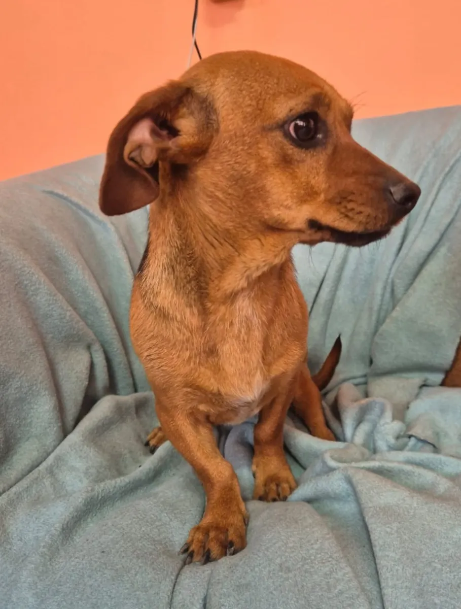 AMELIE - Hund zur Adoption