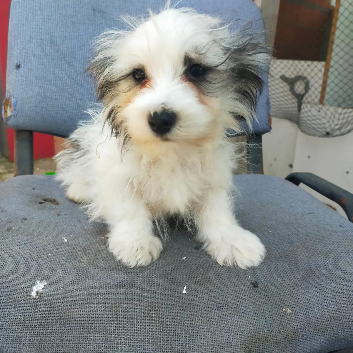 Joschi - Hund zur Adoption