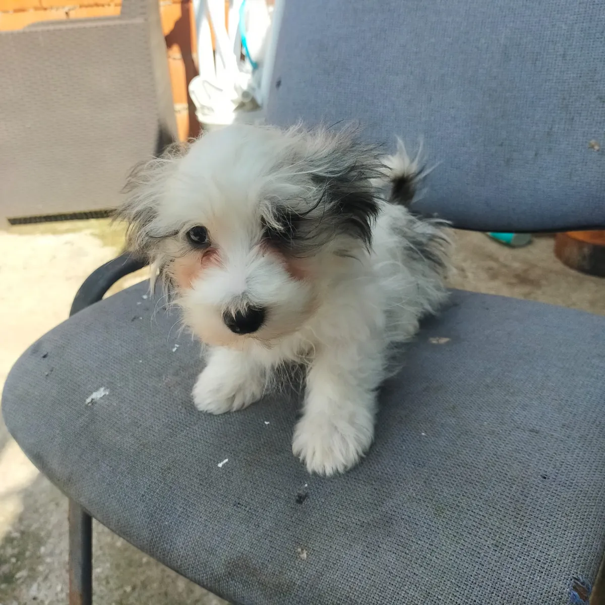Joschi Foto 2