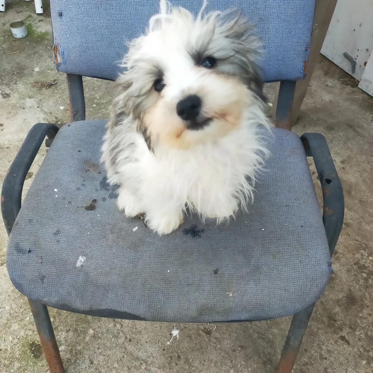 Teddy  - Hund zur Adoption
