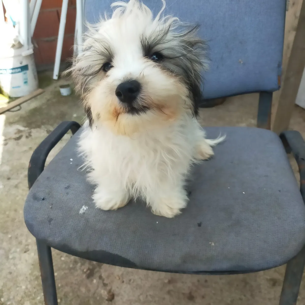 Teddy  Foto 4