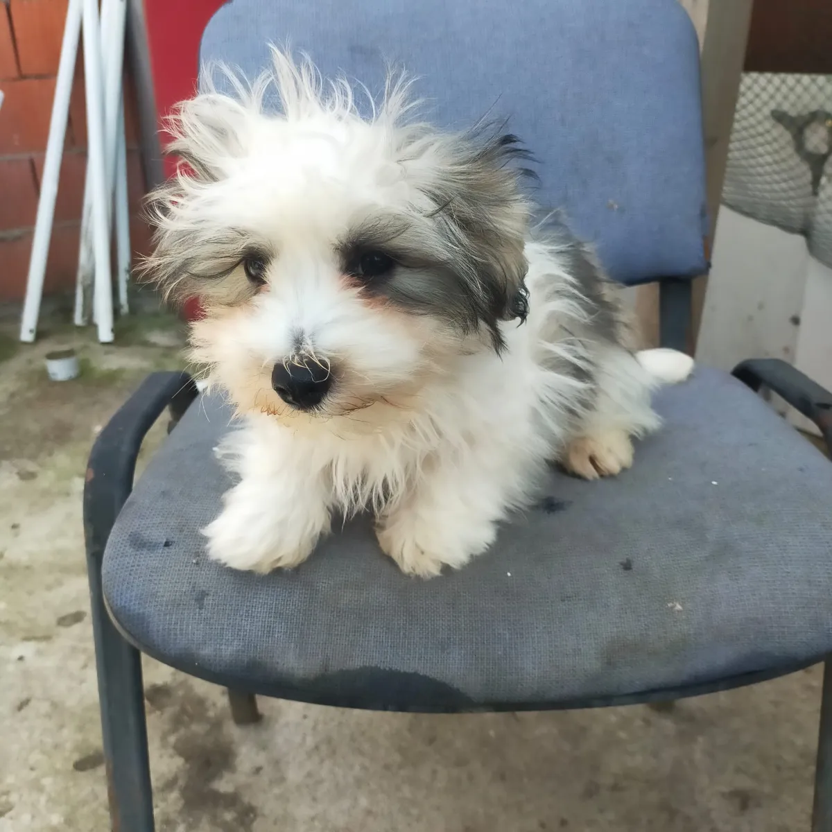 Teddy  Foto 5