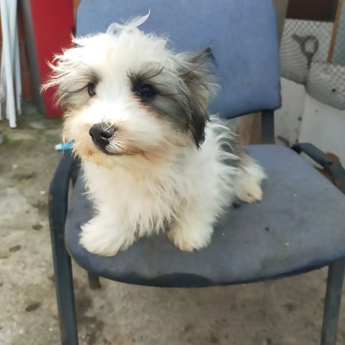 Teddy  Foto 6
