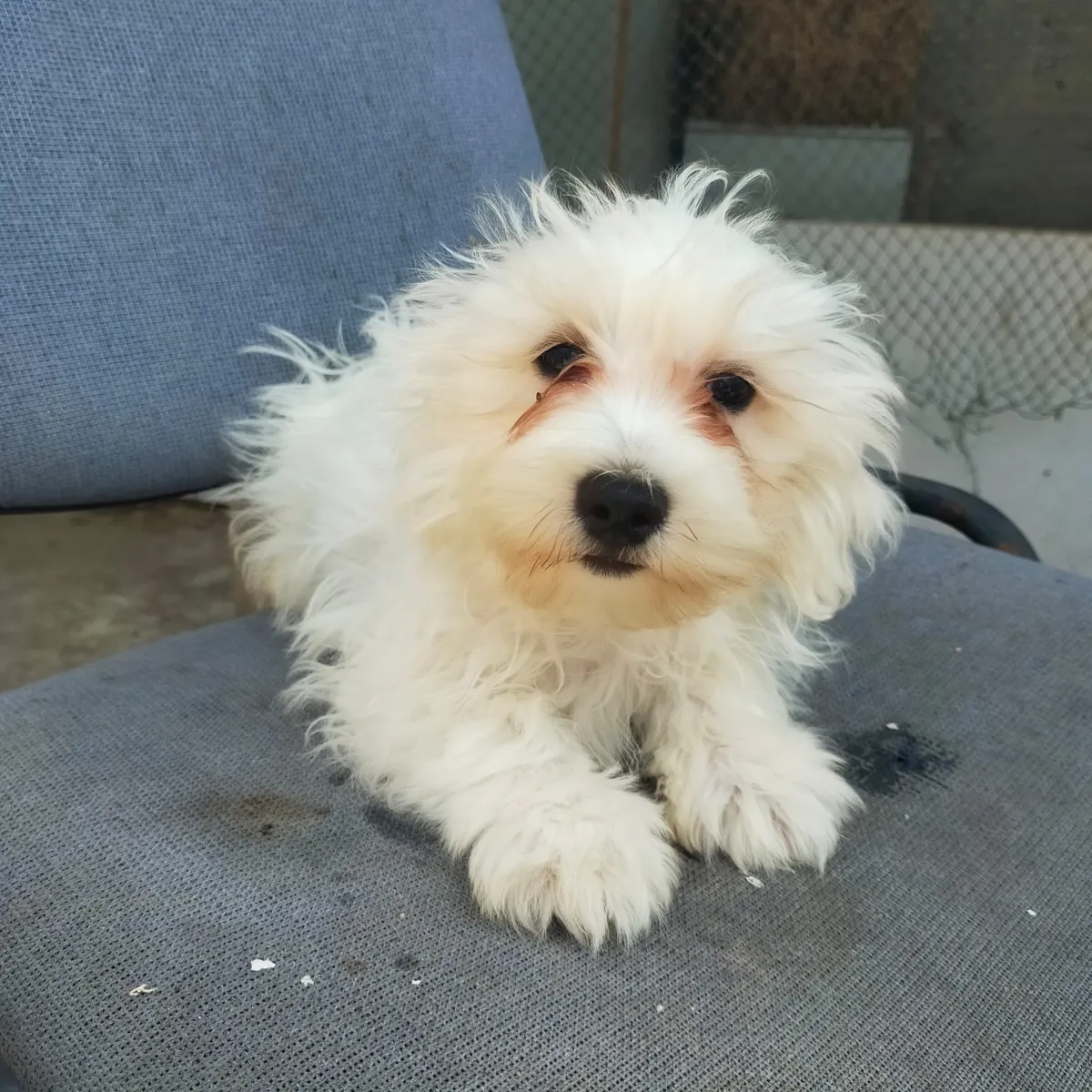 Billy  - Hund zur Adoption