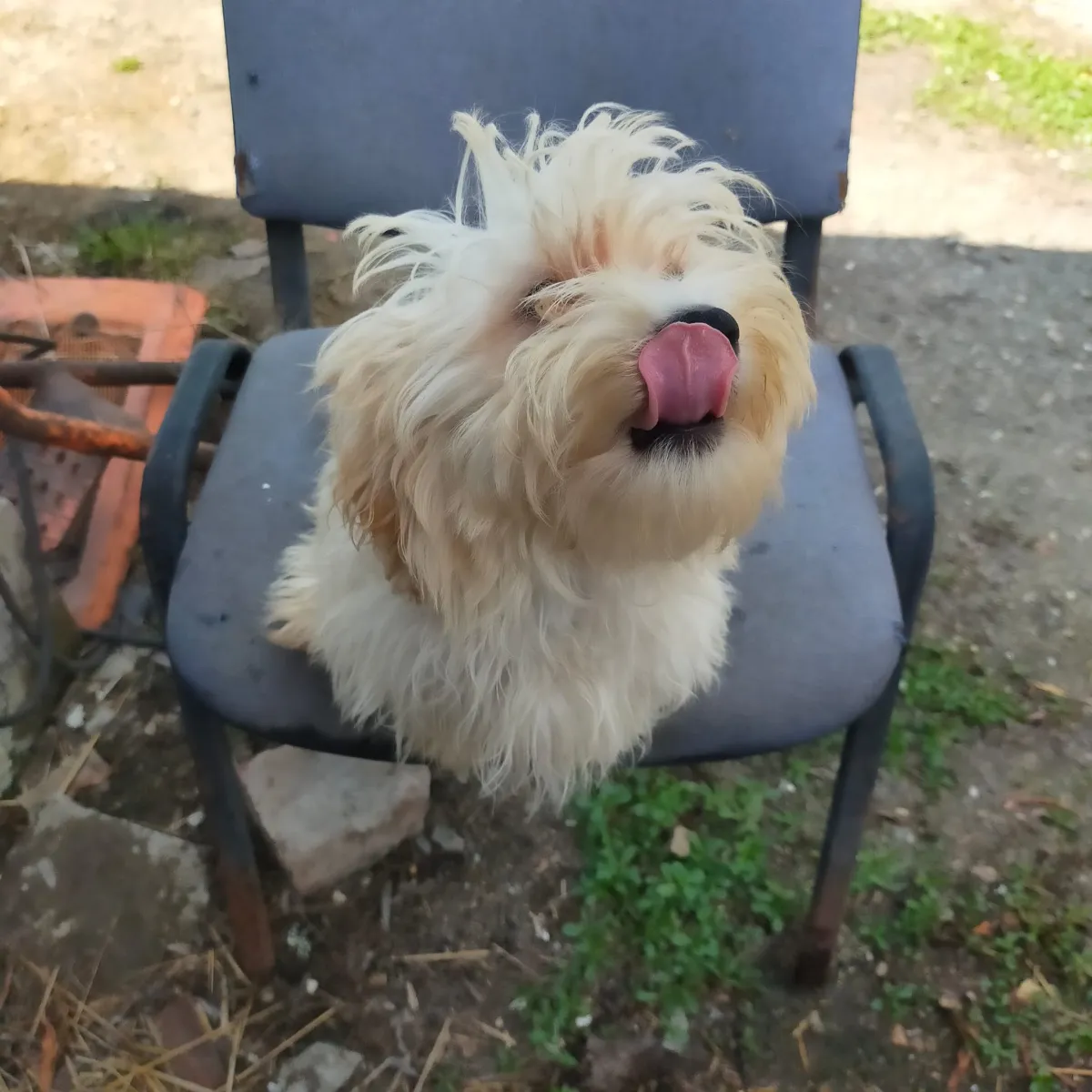 Alina - Hund zur Adoption
