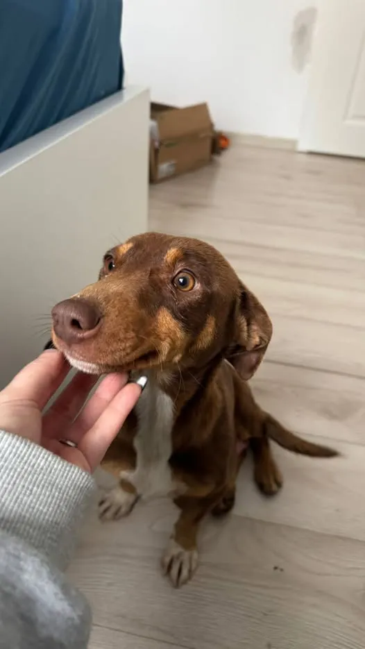 Lydia - Hund zur Adoption