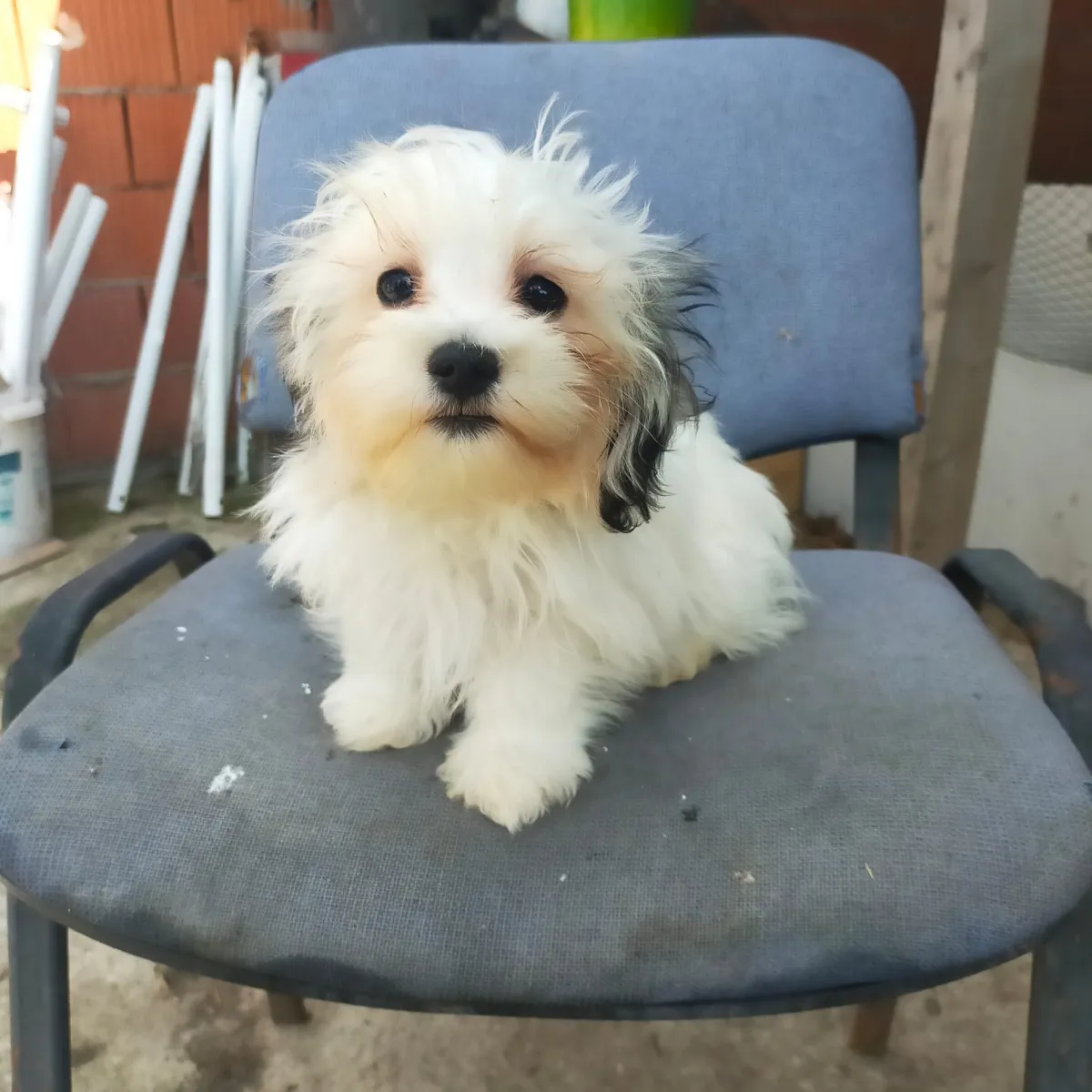 Josy - Hund zur Adoption