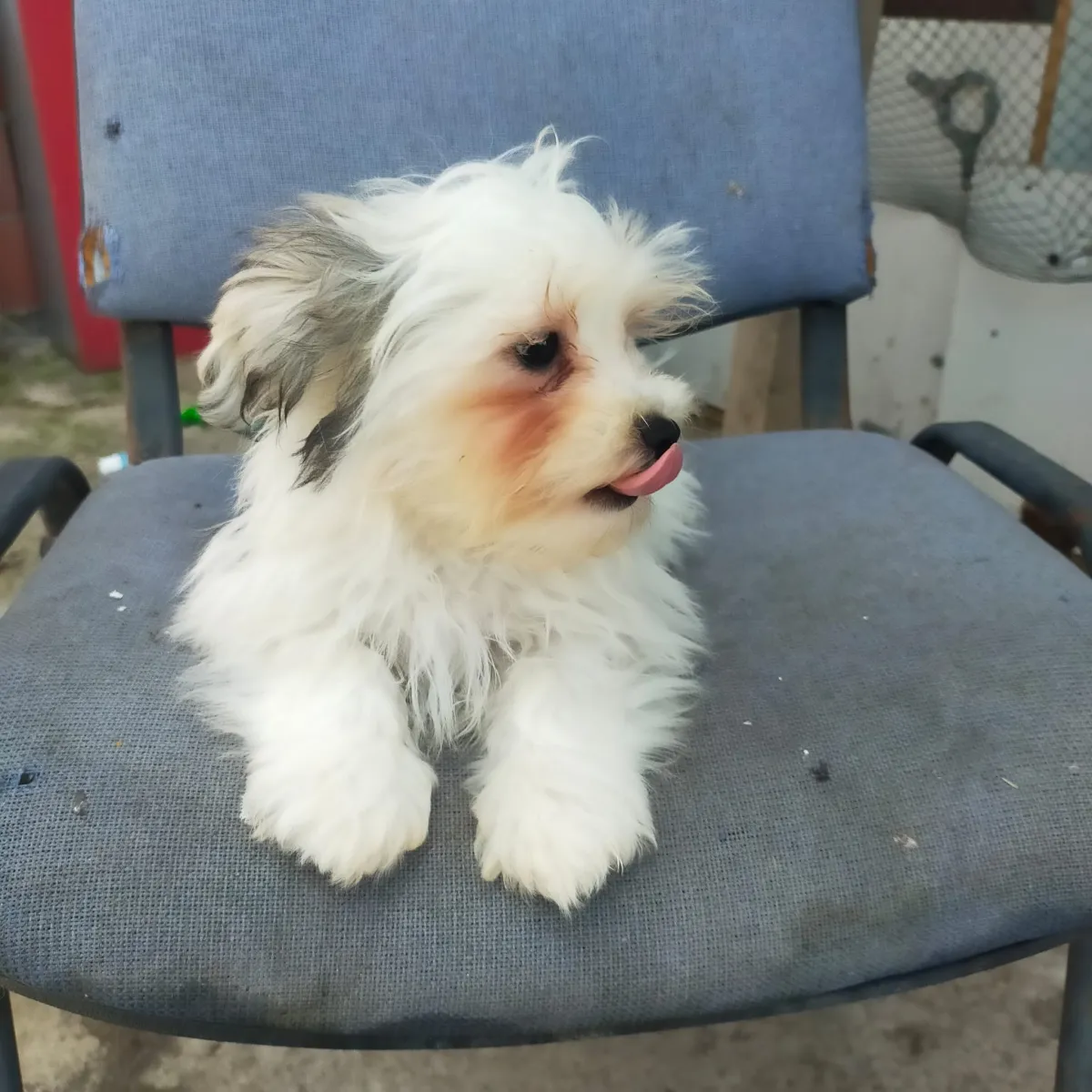 Josy Foto 4