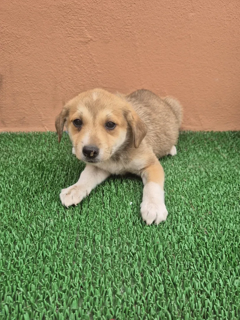 Bomani - Hund zur Adoption