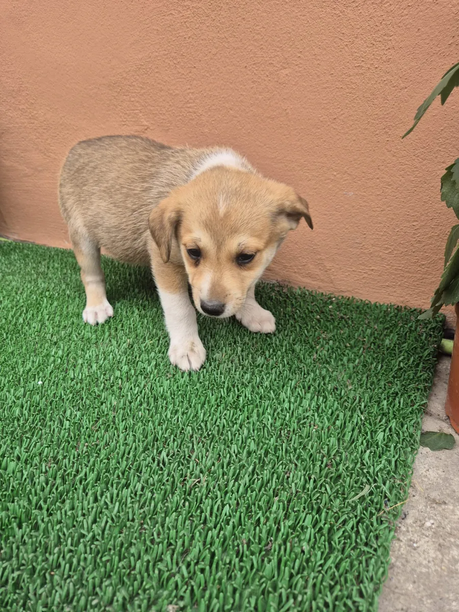Bomani Foto 3