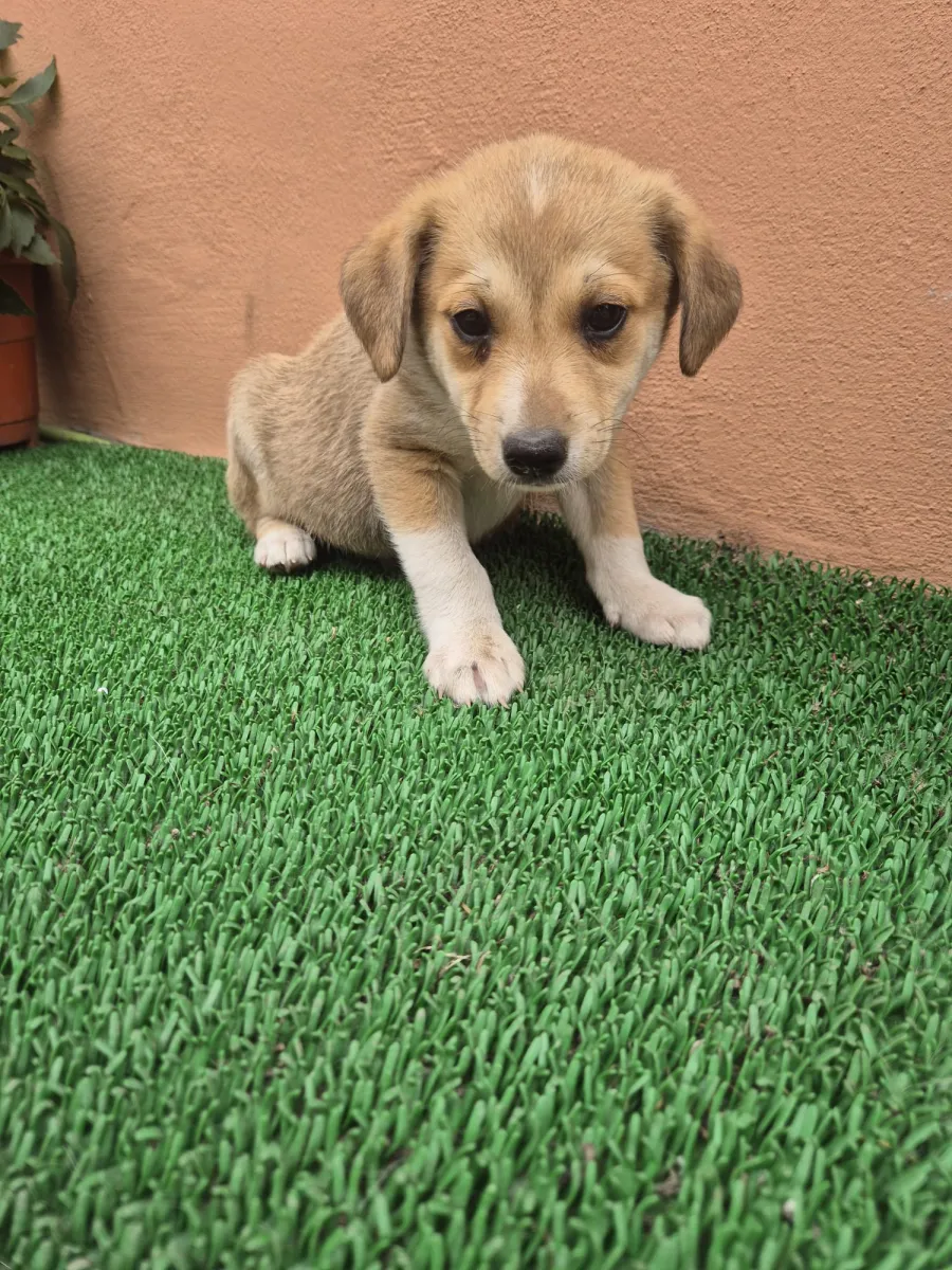 Bomani Foto 4
