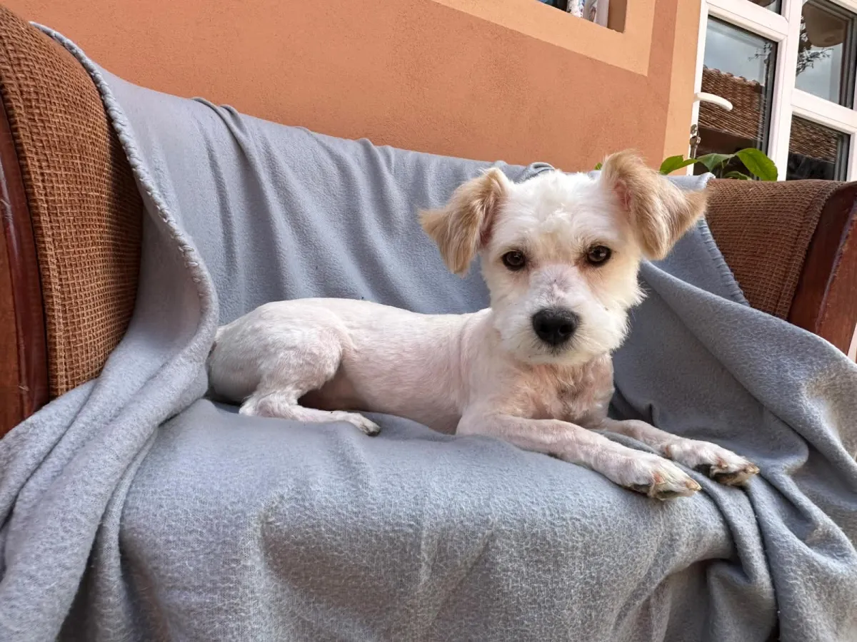 Chester - Hund zur Adoption