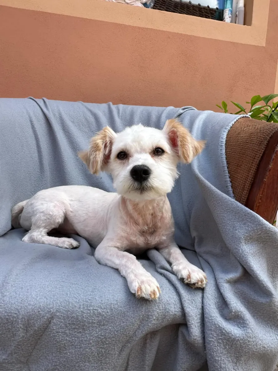Chester Foto 3
