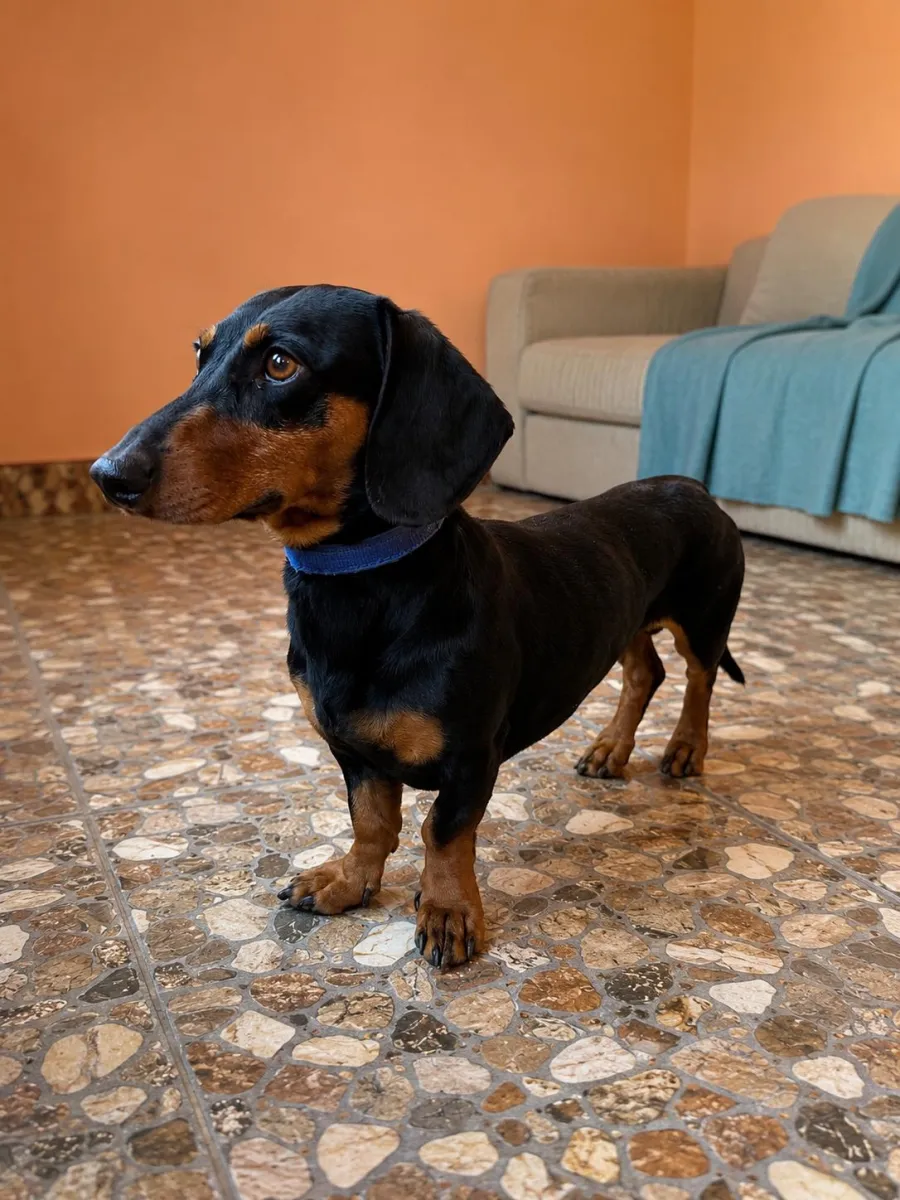 REXI Foto 2