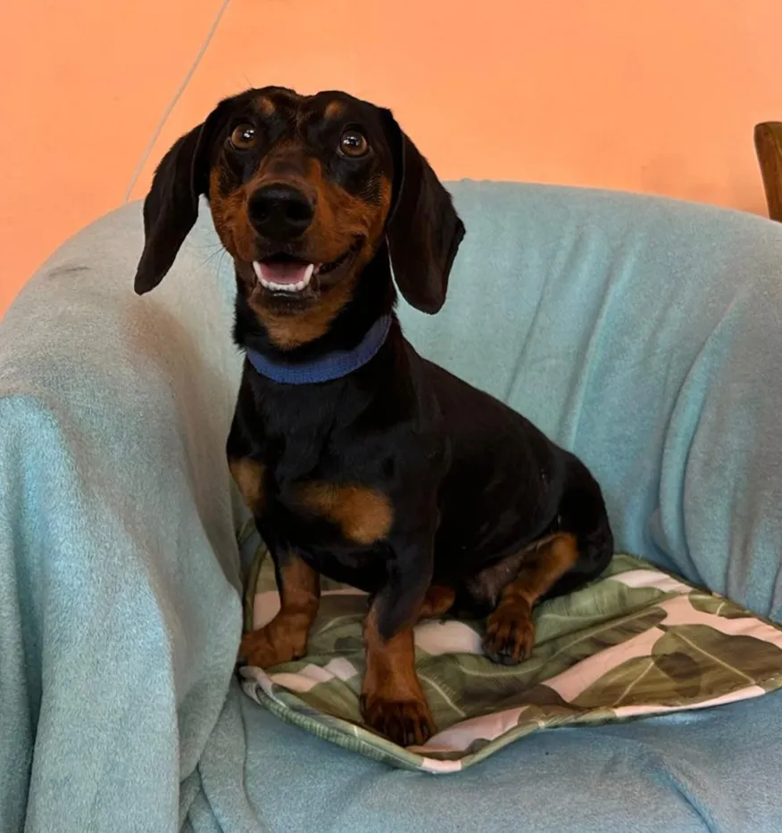 REXI Foto 3