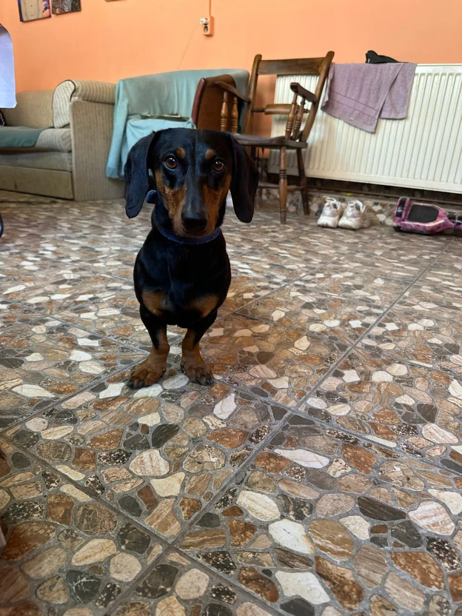 REXI Foto 5