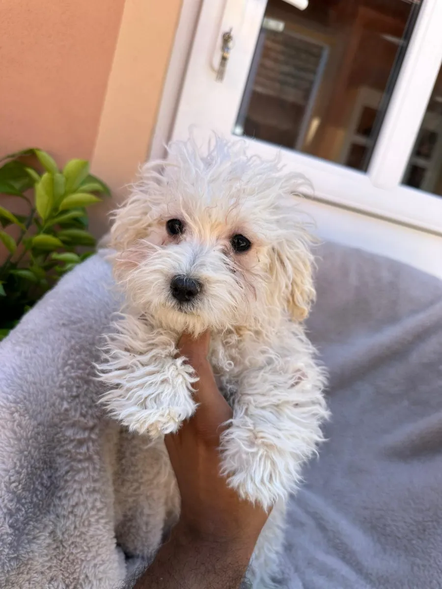 Wanda - Hund zur Adoption