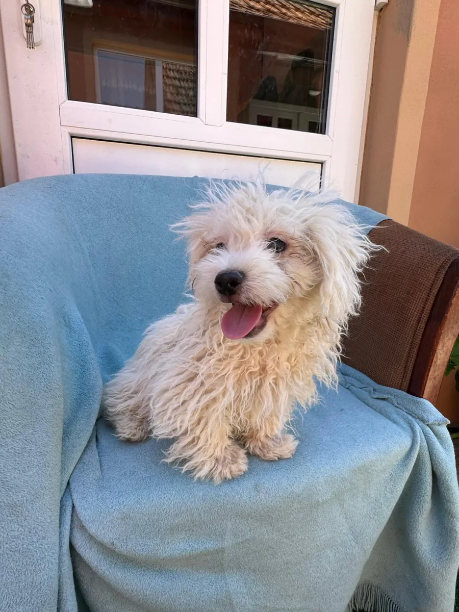 Bilbo Foto 8