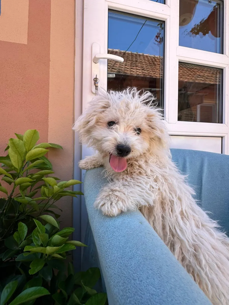 Chico Foto 1