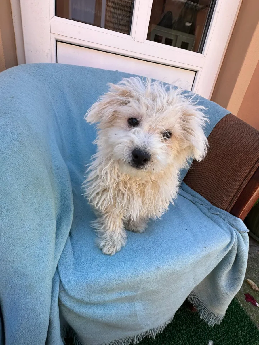 Chico Foto 2
