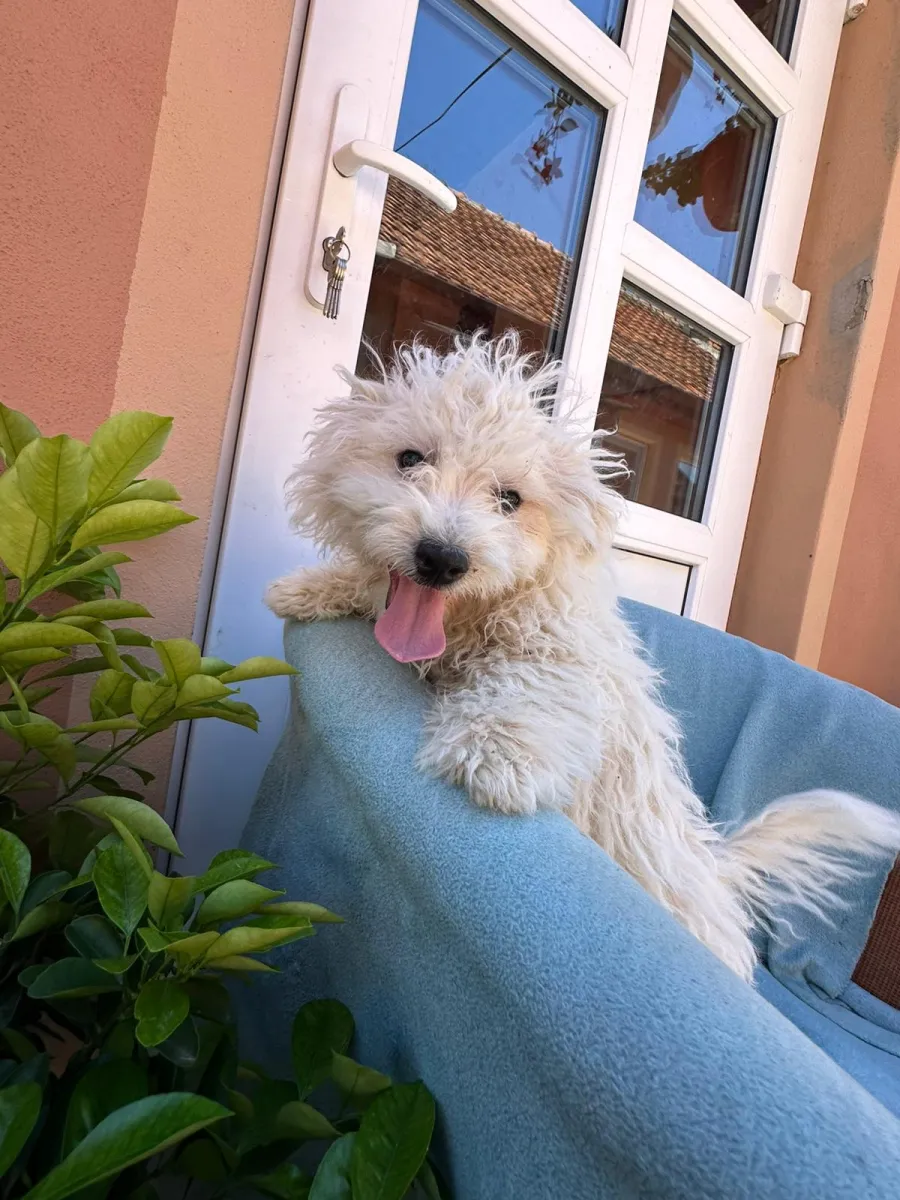 Chico Foto 4