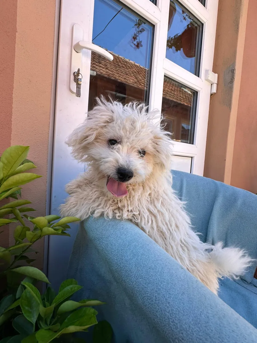 Chico Foto 7