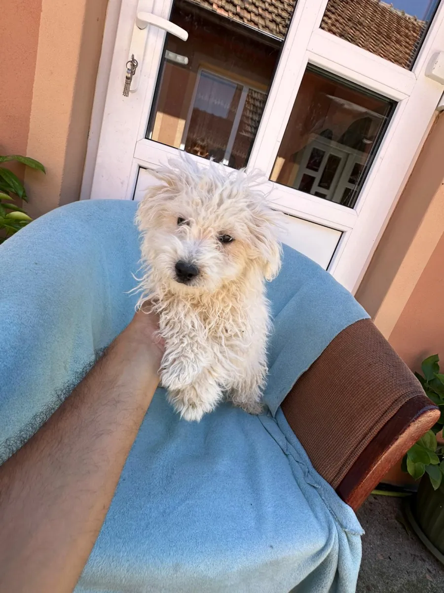 Chico Foto 8