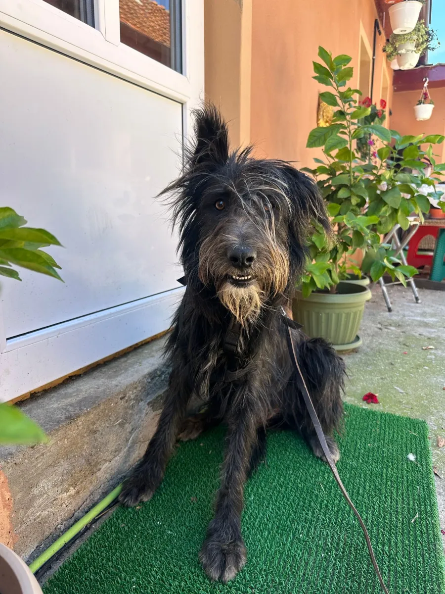 Zoro - Hund zur Adoption